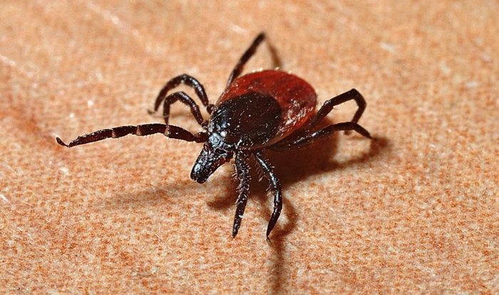 Клещевого энцефалита