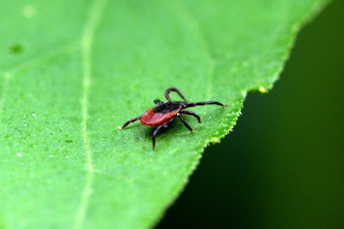 Клещи энтомофаги