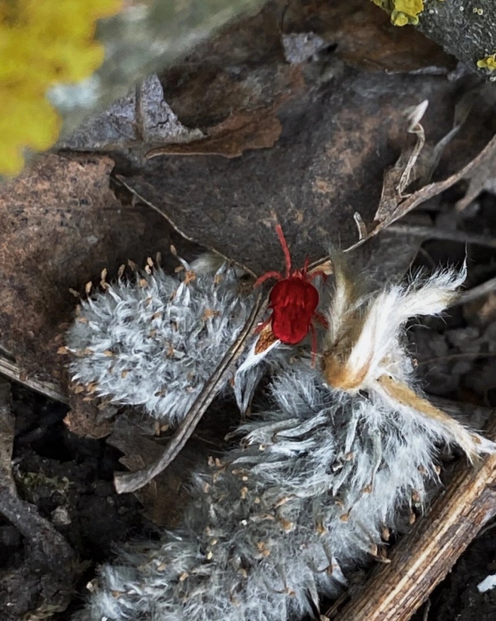 Красный клещ краснотелка