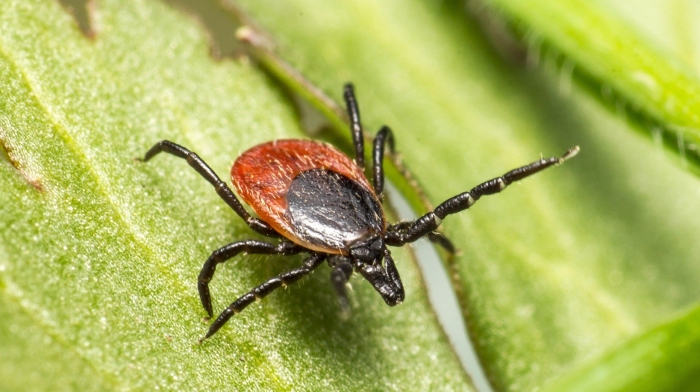 Европейский лесной клещ ixodes ricinus