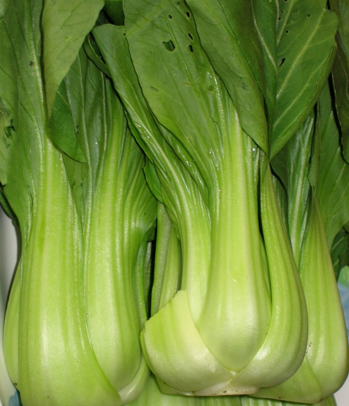 Капуста китайская пак чой