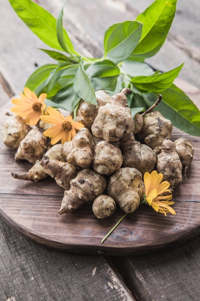 Jerusalem artichoke