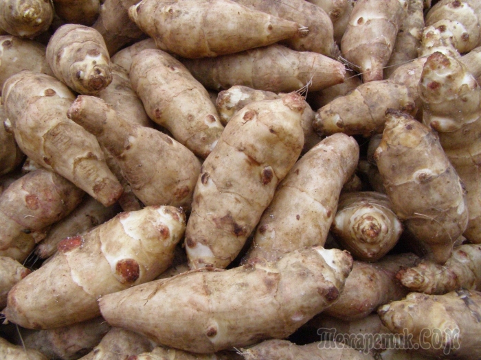 Топинамбур клубни