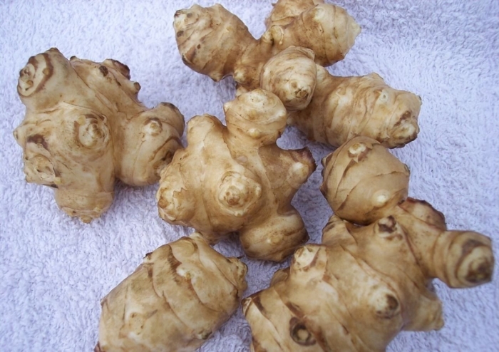 Топинамбур сорт скороспелка