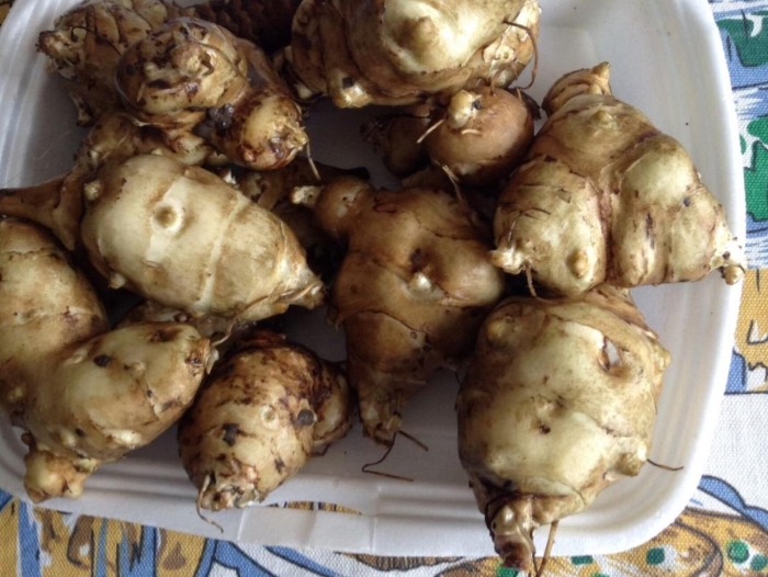 Топинамбур скороспелка