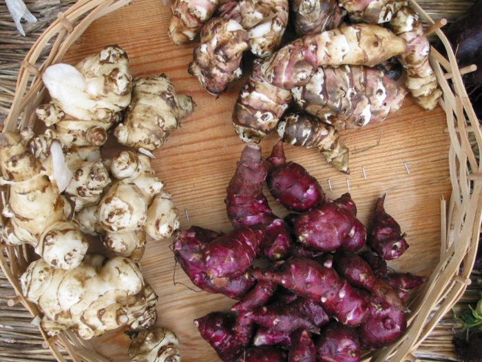 Земляная груша топинамбур