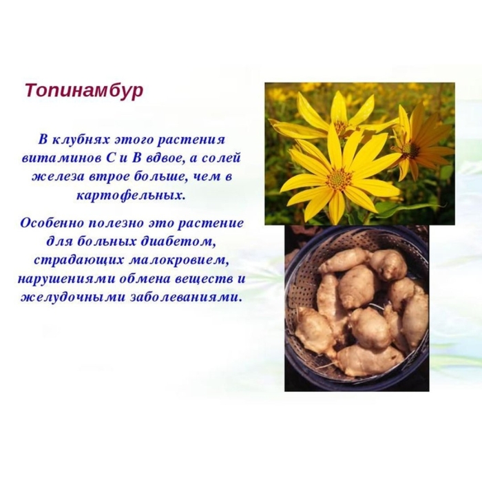 Растение топинамбур