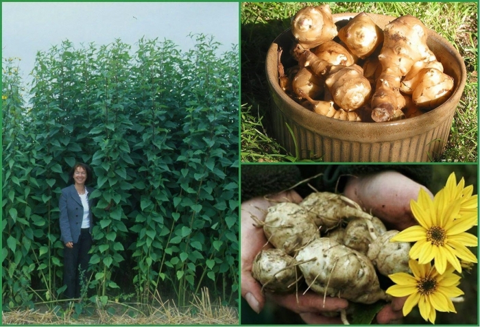 Подсолнечник клубненосный топинамбур