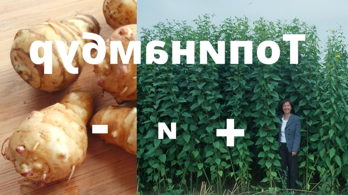 Топинамбур ер ноки