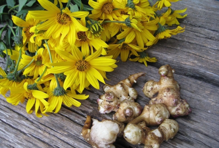 Земляная груша топинамбур