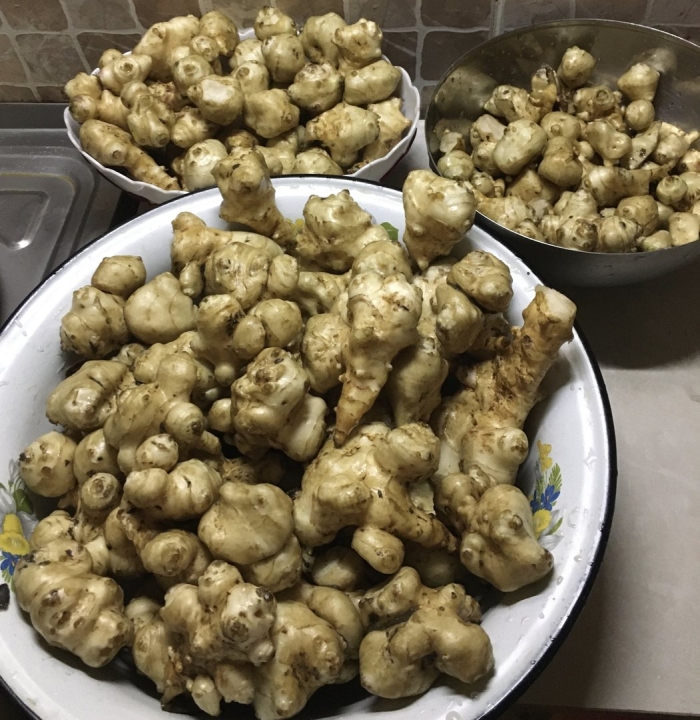 Топинамбур земляная груша