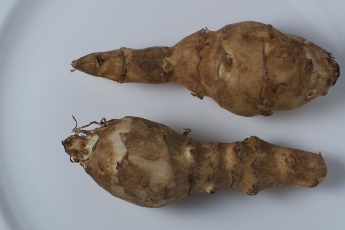 Земляная картошка топинамбур