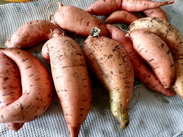 Картофель батат