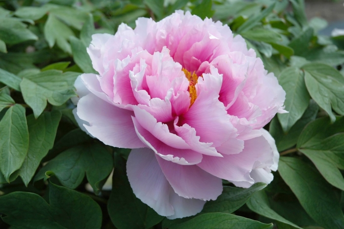 Пион древовидный восход