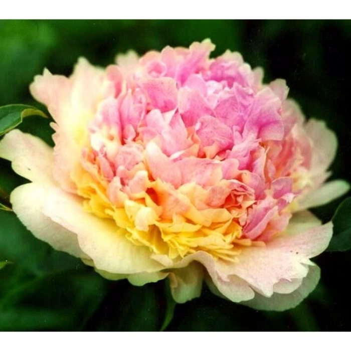 Пион распберри сандей