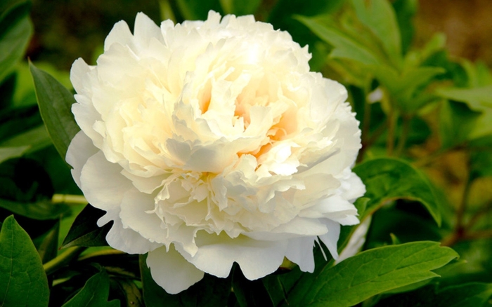 Пион гардения