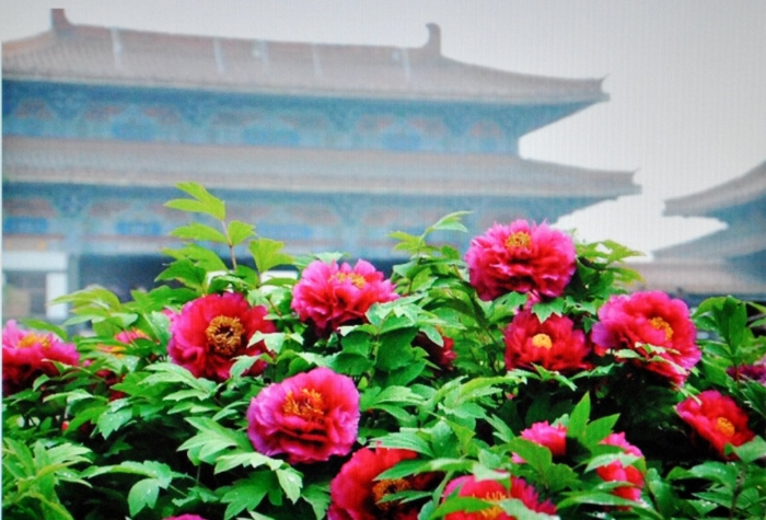 Китайские пионы