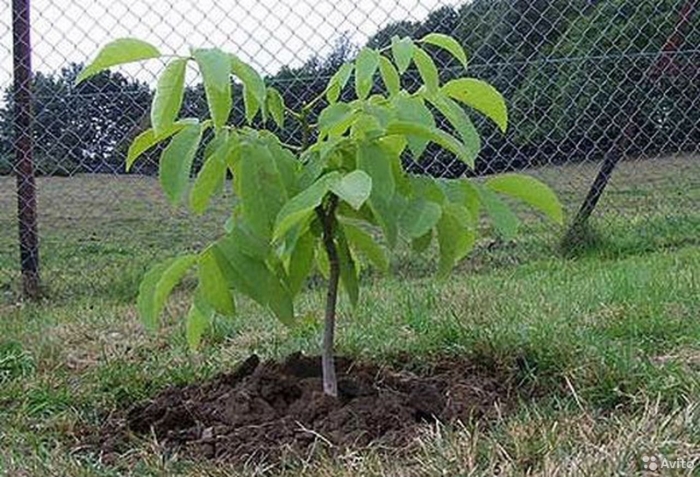 Саженец грецкого ореха