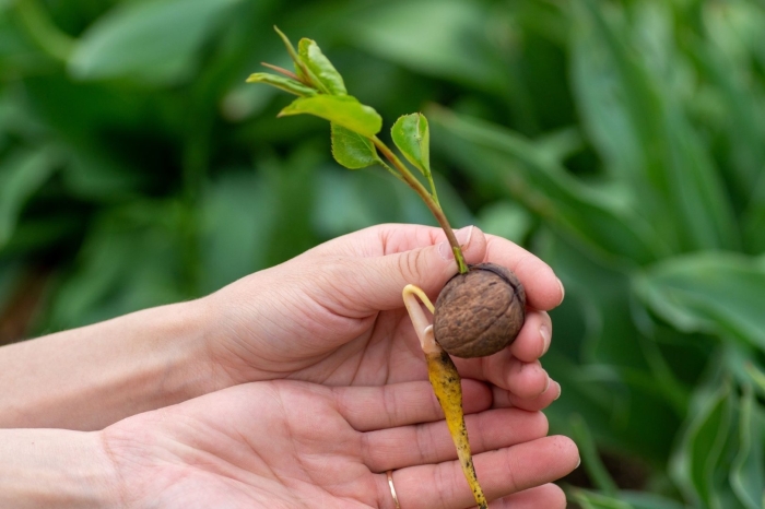 Прорастить грецкий орех