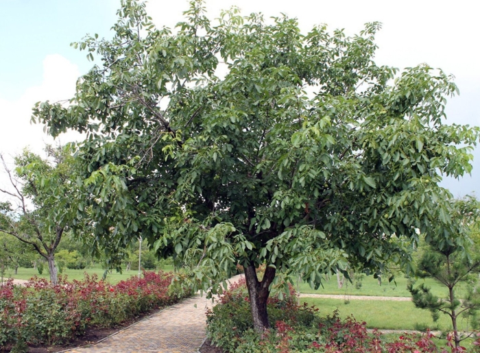 Каштан сибирский дерево