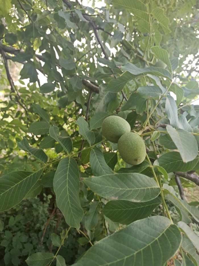 Грецкий орех растет