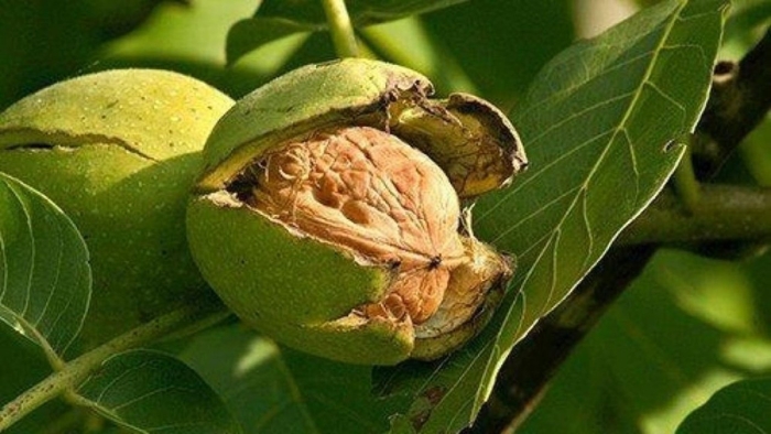 Грецкий орех сорт клишковский