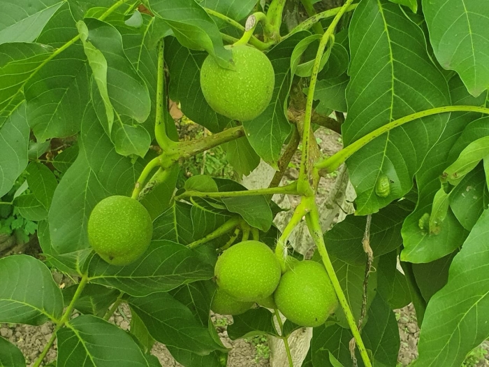 Сорта грецкого ореха