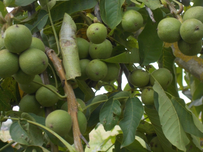 Грецкий орех идеал