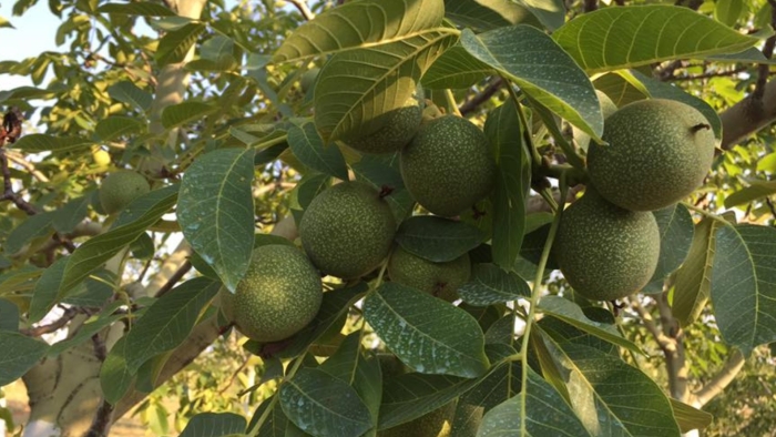 Грецкий орех сорт чандлер