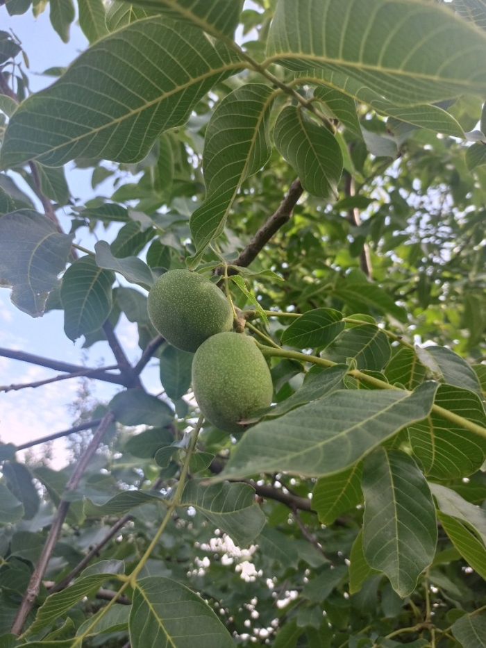 Грецкий орех на дереве зеленый