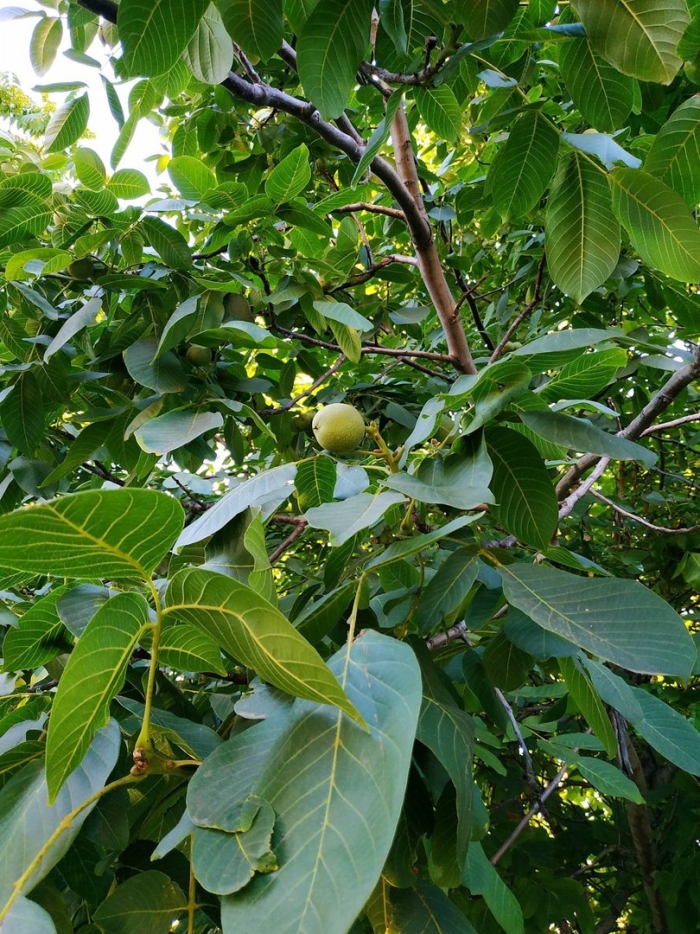 Грецкий орех идеал цветение