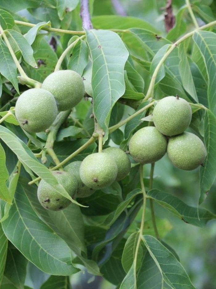 Грецкий орех чандлер карликовый