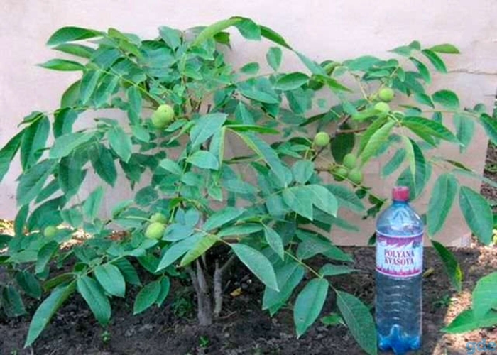 Орех грецкий скороплодный и.п.левина