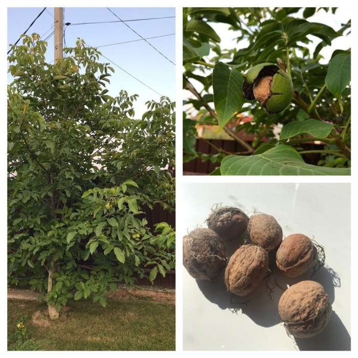 Орех грецкий juglans regia