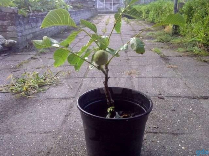 Грецкий орех саженец