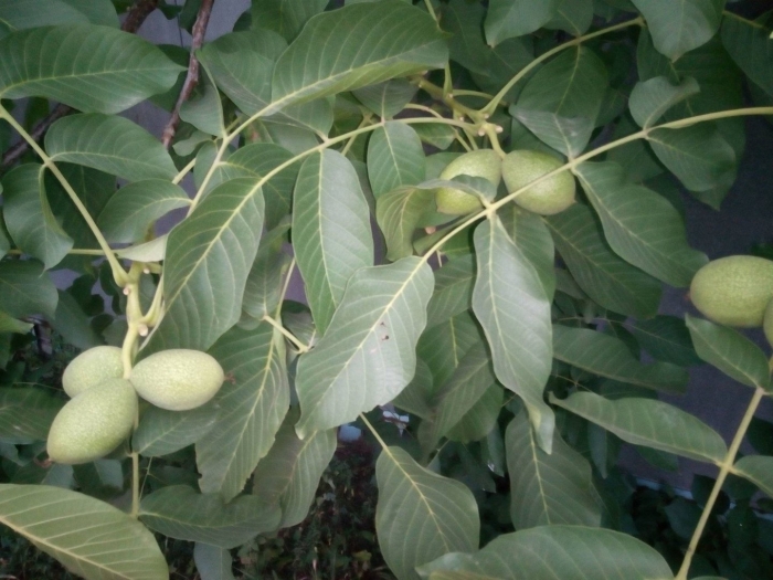 Орешник грецкий