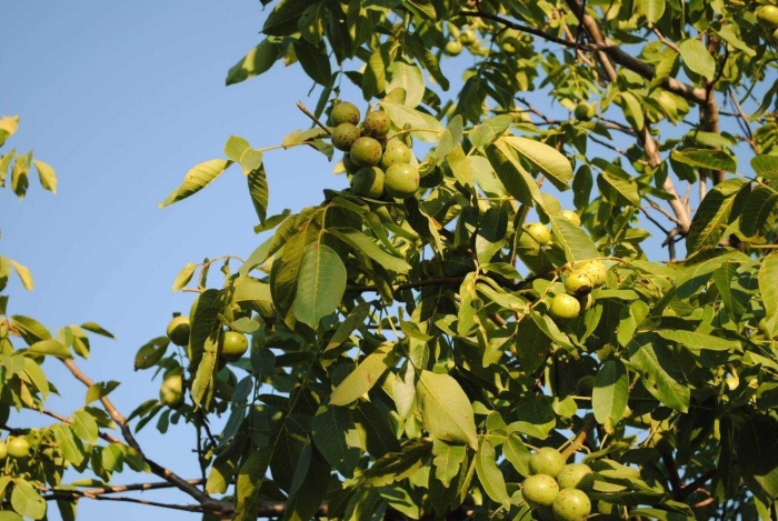 Грецкий орех в саду