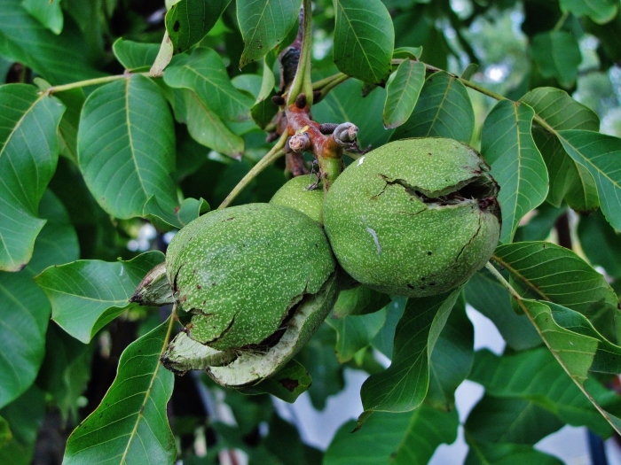 Этапы созревания грецкого ореха