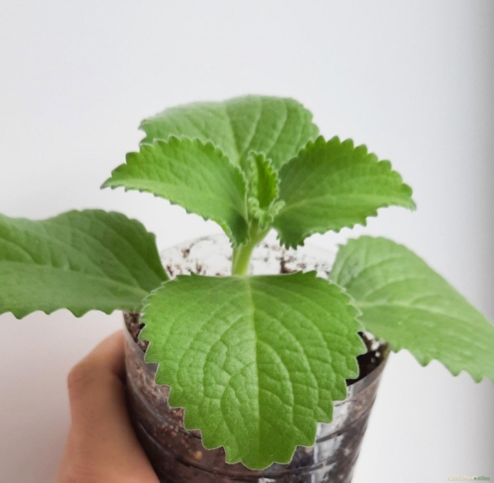 Плектрантус эртендаля мята