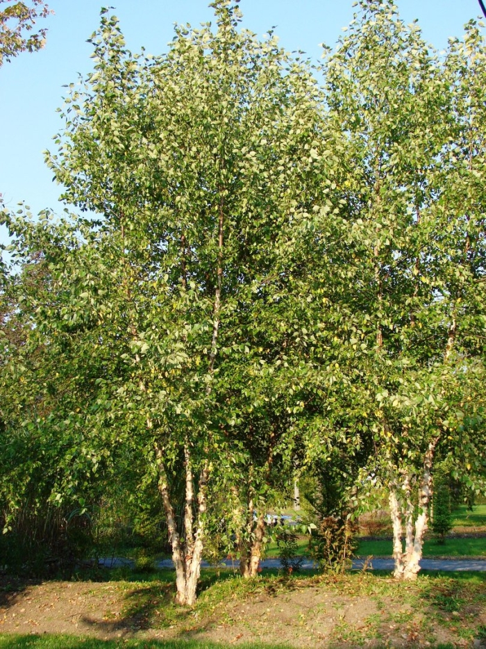 Береза черная betula nigra