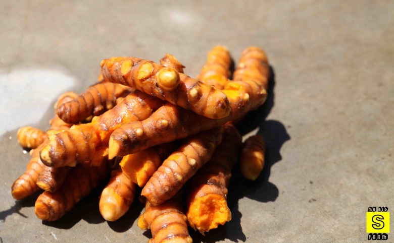 Куркума фрукт фото