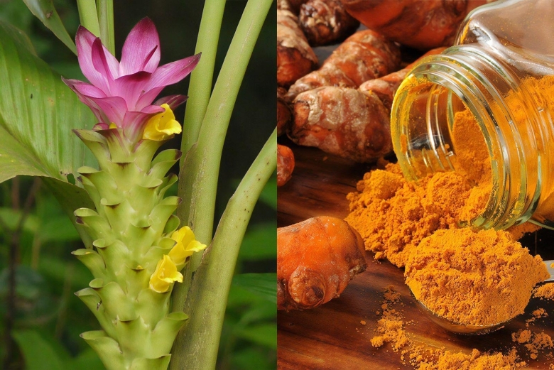 Куркума цедоария