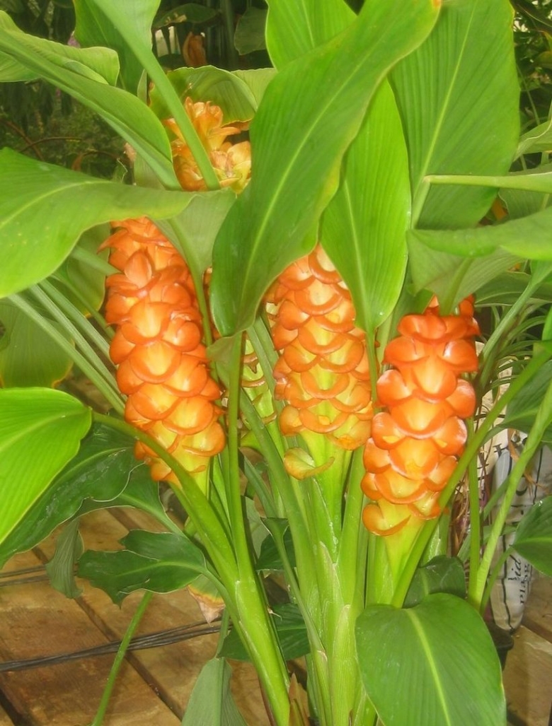 Цветущая куркума