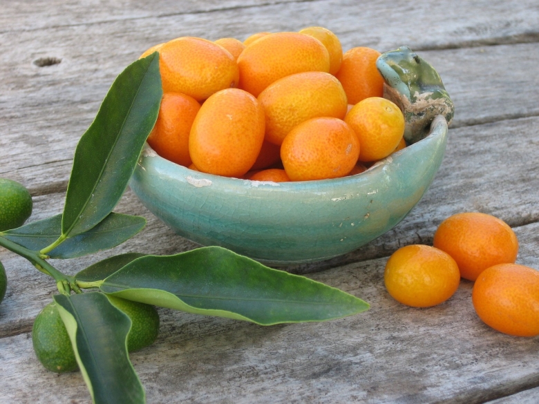 Кумкват апельсин