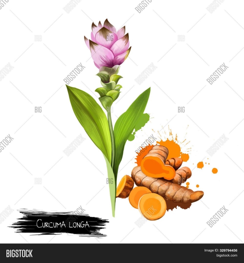 Куркума длинная (curcuma longa