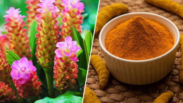 Специя куркума