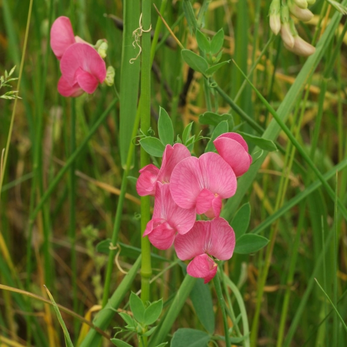 Чина клубненосная lathyrus tuberosus