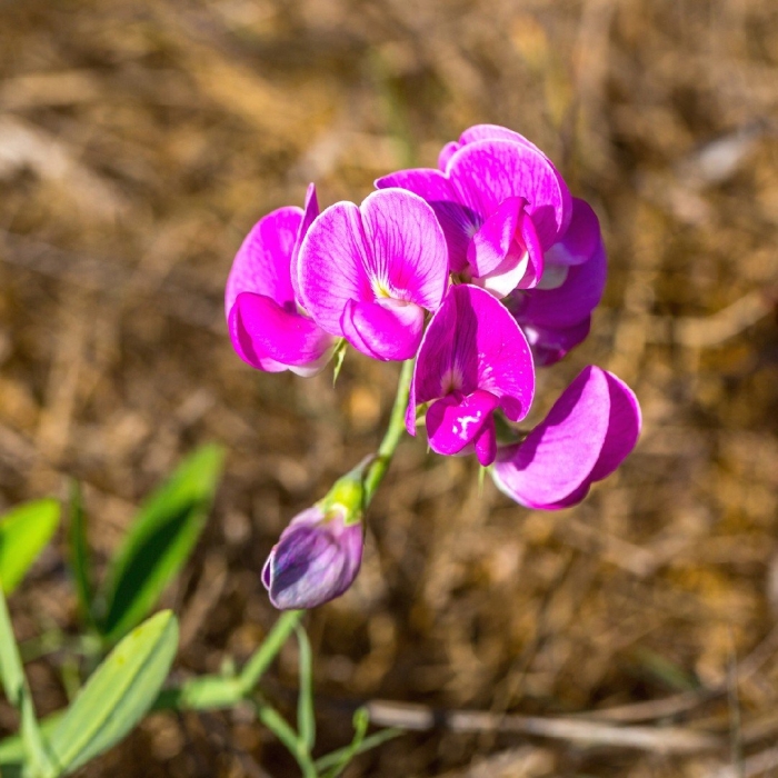Lathyrus tuberosus