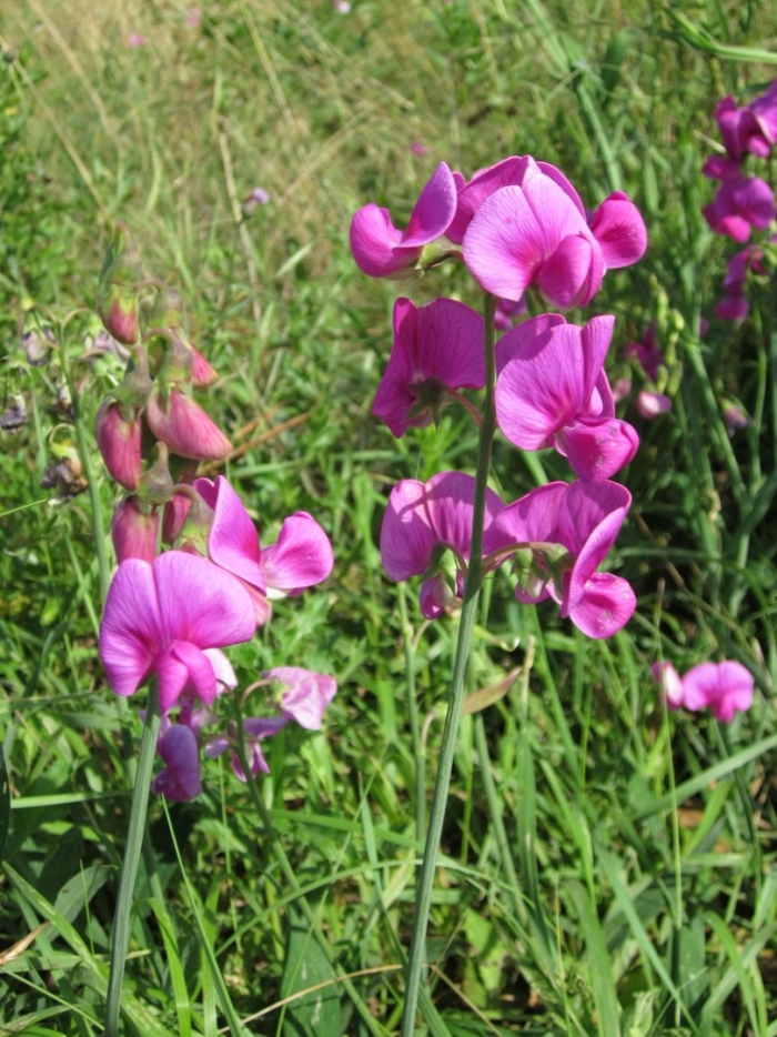 Чина (lathyrus)