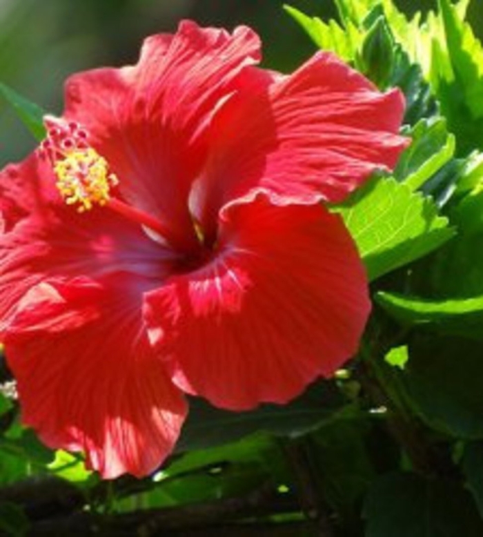 Гибискус роуз ред